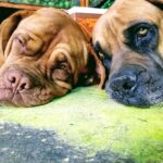 Larga vida a los lomitos