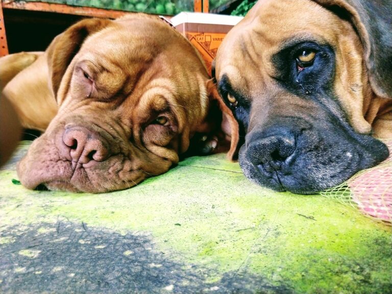 Larga vida a los lomitos